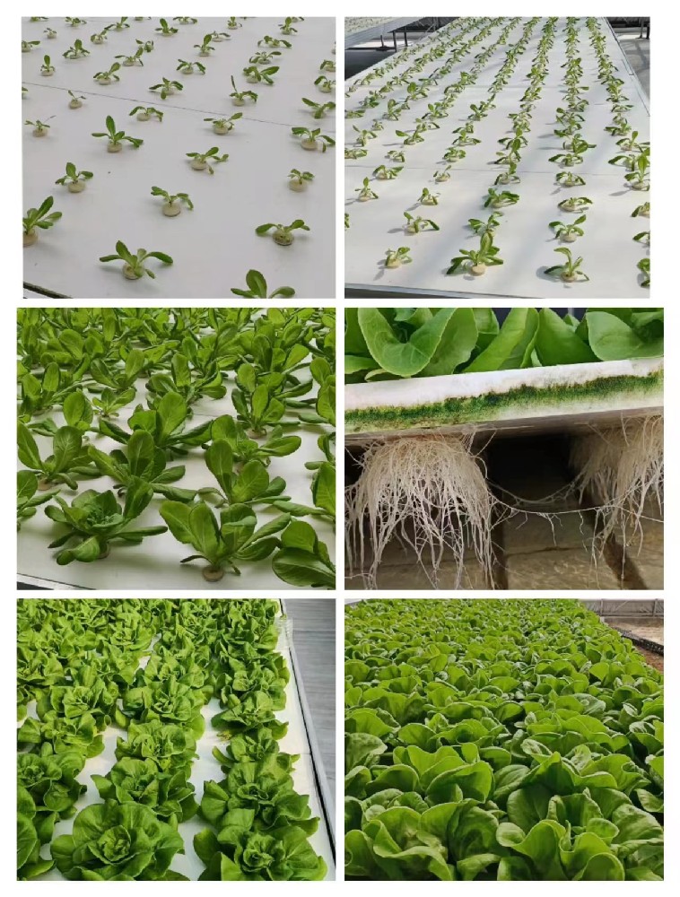 水培奶油生菜